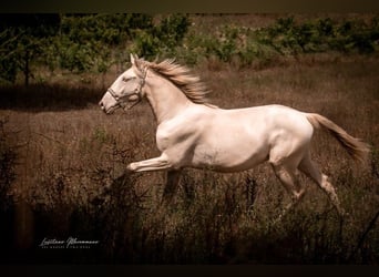 Lusitanien, Étalon, 2 Ans, 158 cm, Perlino