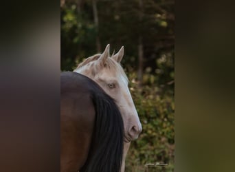 Lusitanien, Étalon, 2 Ans, 158 cm, Perlino