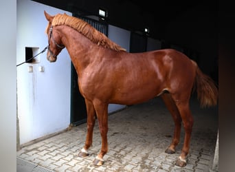 Lusitanien, Étalon, 2 Ans, 159 cm, Alezan