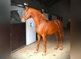 Lusitanien, Étalon, 2 Ans, 159 cm, Alezan