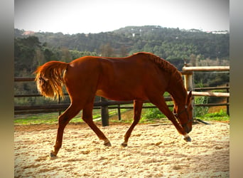 Lusitanien, Étalon, 2 Ans, 159 cm, Alezan