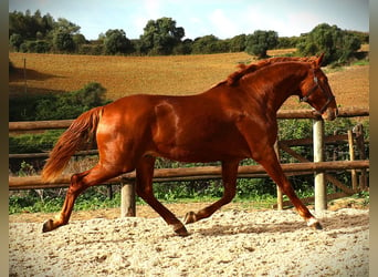 Lusitanien, Étalon, 2 Ans, 159 cm, Alezan