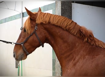 Lusitanien, Étalon, 2 Ans, 159 cm, Alezan