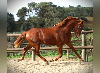 Lusitanien, Étalon, 2 Ans, 159 cm, Alezan