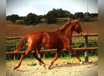 Lusitanien, Étalon, 2 Ans, 159 cm, Alezan