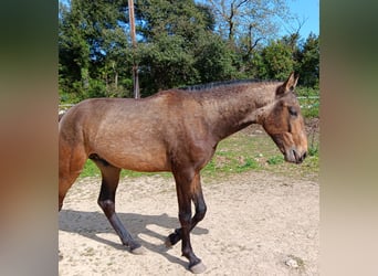Lusitanien, Étalon, 2 Ans, 159 cm, Isabelle
