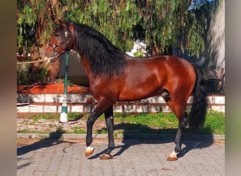 Lusitanien, Étalon, 2 Ans, 160 cm, Bai