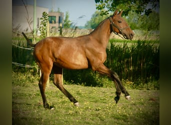 Lusitanien, Étalon, 2 Ans, 160 cm, Bai