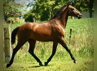Lusitanien, Étalon, 2 Ans, 160 cm, Bai