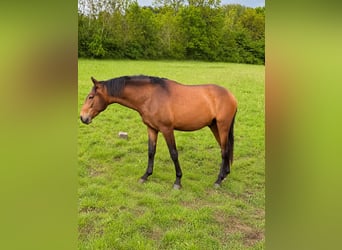 Lusitanien, Étalon, 2 Ans, 160 cm, Buckskin