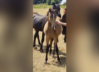 Lusitanien, Étalon, 2 Ans, 160 cm, Buckskin