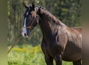 Lusitanien, Étalon, 2 Ans, 160 cm, Noir