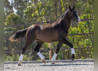 Lusitanien, Étalon, 2 Ans, 160 cm, Noir