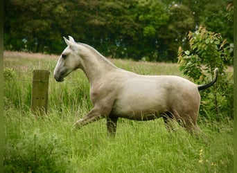 Lusitanien, Étalon, 2 Ans, 160 cm, Peut devenir gris