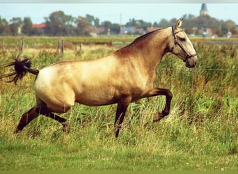 Lusitanien, Étalon, 2 Ans, 160 cm, Peut devenir gris