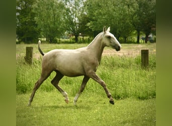 Lusitanien, Étalon, 2 Ans, 160 cm, Peut devenir gris