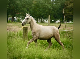 Lusitanien, Étalon, 2 Ans, 160 cm, Peut devenir gris