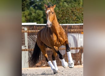 Lusitanien, Étalon, 2 Ans, 161 cm, Buckskin