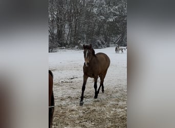 Lusitanien, Étalon, 2 Ans, 161 cm, Buckskin