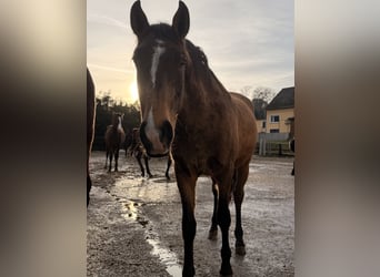 Lusitanien, Étalon, 2 Ans, 161 cm, Buckskin