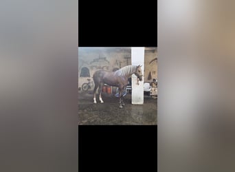 Lusitanien, Étalon, 2 Ans, 161 cm, Perle