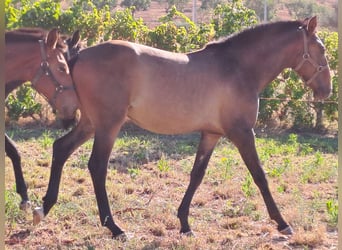 Lusitanien, Étalon, 2 Ans, 162 cm, Alezan