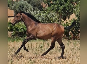 Lusitanien, Étalon, 2 Ans, 162 cm, Alezan