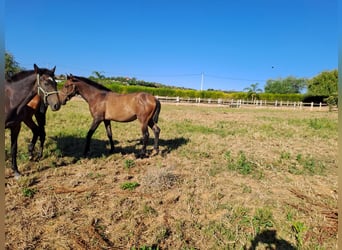 Lusitanien, Étalon, 2 Ans, 162 cm, Alezan