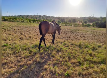 Lusitanien, Étalon, 2 Ans, 162 cm, Alezan