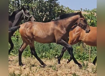 Lusitanien, Étalon, 2 Ans, 162 cm, Alezan