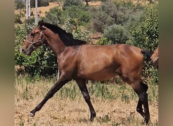 Lusitanien, Étalon, 2 Ans, 162 cm, Alezan