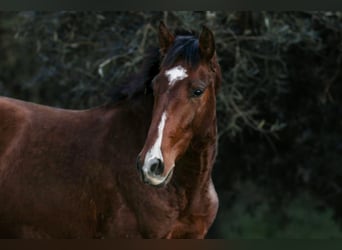 Lusitanien, Étalon, 2 Ans, 163 cm, Bai