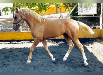 Lusitanien Croisé, Étalon, 2 Ans, 164 cm, Perle