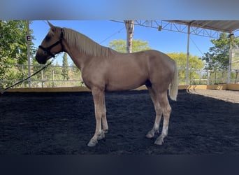 Lusitanien Croisé, Étalon, 2 Ans, 164 cm, Perle