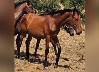 Lusitanien, Étalon, 2 Ans, 165 cm, Alezan