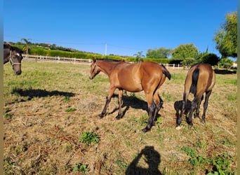 Lusitanien, Étalon, 2 Ans, 165 cm, Alezan