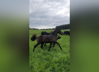 Lusitanien, Étalon, 2 Ans, 165 cm, Bai brun foncé