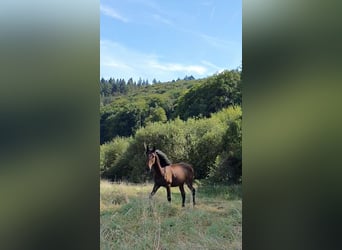 Lusitanien, Étalon, 2 Ans, 165 cm, Bai brun foncé