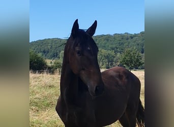 Lusitanien, Étalon, 2 Ans, 165 cm, Bai brun foncé