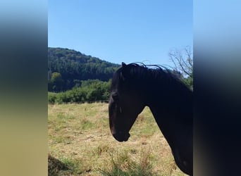 Lusitanien, Étalon, 2 Ans, 165 cm, Bai brun foncé