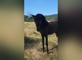 Lusitanien, Étalon, 2 Ans, 165 cm, Bai brun foncé