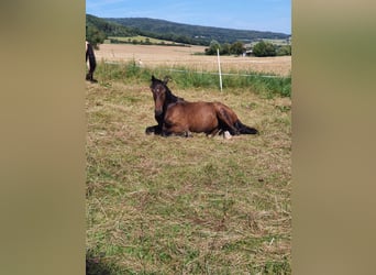 Lusitanien, Étalon, 2 Ans, 165 cm, Bai brun foncé