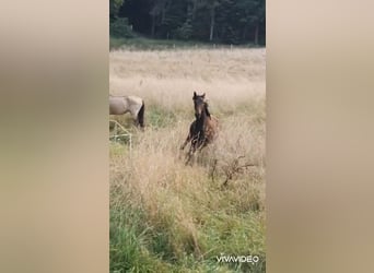 Lusitanien, Étalon, 2 Ans, 165 cm, Bai brun foncé