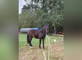 Lusitanien, Étalon, 2 Ans, 165 cm, Bai brun foncé