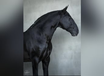 Lusitanien, Étalon, 2 Ans, 165 cm, Bai brun foncé