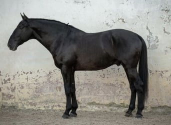 Lusitanien, Étalon, 2 Ans, 165 cm, Bai brun foncé