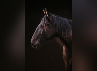 Lusitanien, Étalon, 2 Ans, 165 cm, Bai brun foncé