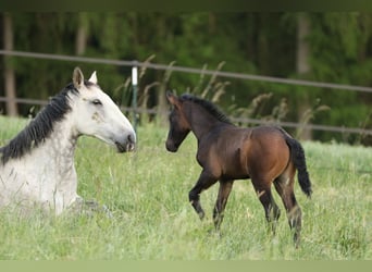 Lusitanien, Étalon, 2 Ans, 165 cm, Bai brun foncé