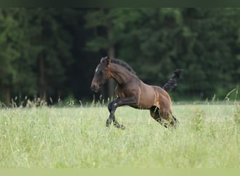 Lusitanien, Étalon, 2 Ans, 165 cm, Bai brun foncé