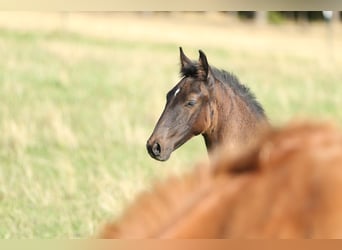 Lusitanien, Étalon, 2 Ans, 165 cm, Bai brun foncé